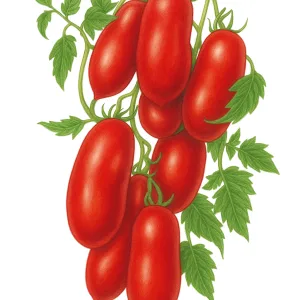 Graines de tomates grimpantes Roma San Marzano