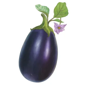 Graines d’Aubergine « Black Beauty »