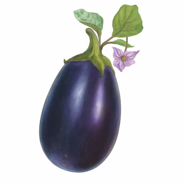 Graines d’Aubergine « Black Beauty »