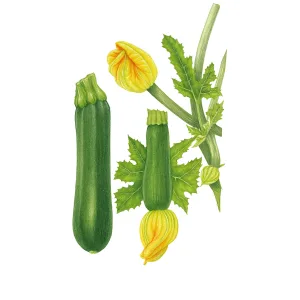 Graines de courge d'été Black Beauty