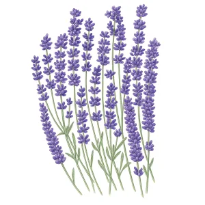Graines de lavande de Munstead
