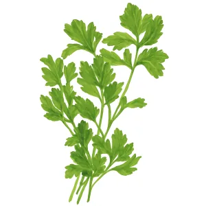 Persil Géant Italien Org
