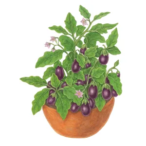 Graines d'aubergine Jewel Amethyst