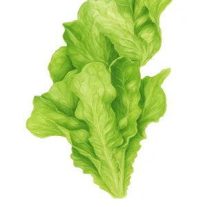 Graines de laitue beurre « Buttercrunch » (laitue pommée)