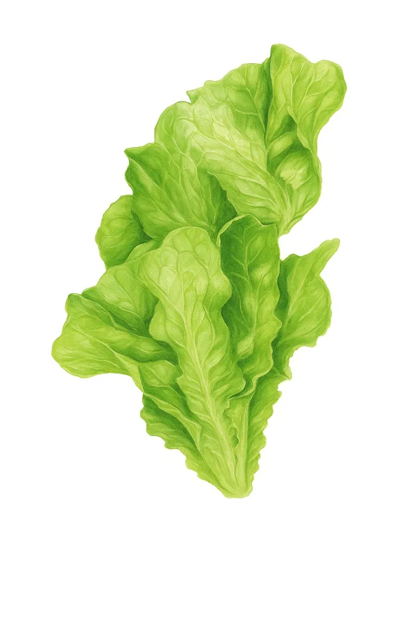 Graines de laitue beurre « Buttercrunch » (laitue pommée)
