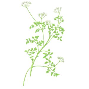 Graines de cerfeuil
