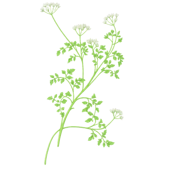 Graines de cerfeuil