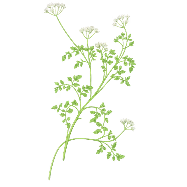 Graines de cerfeuil