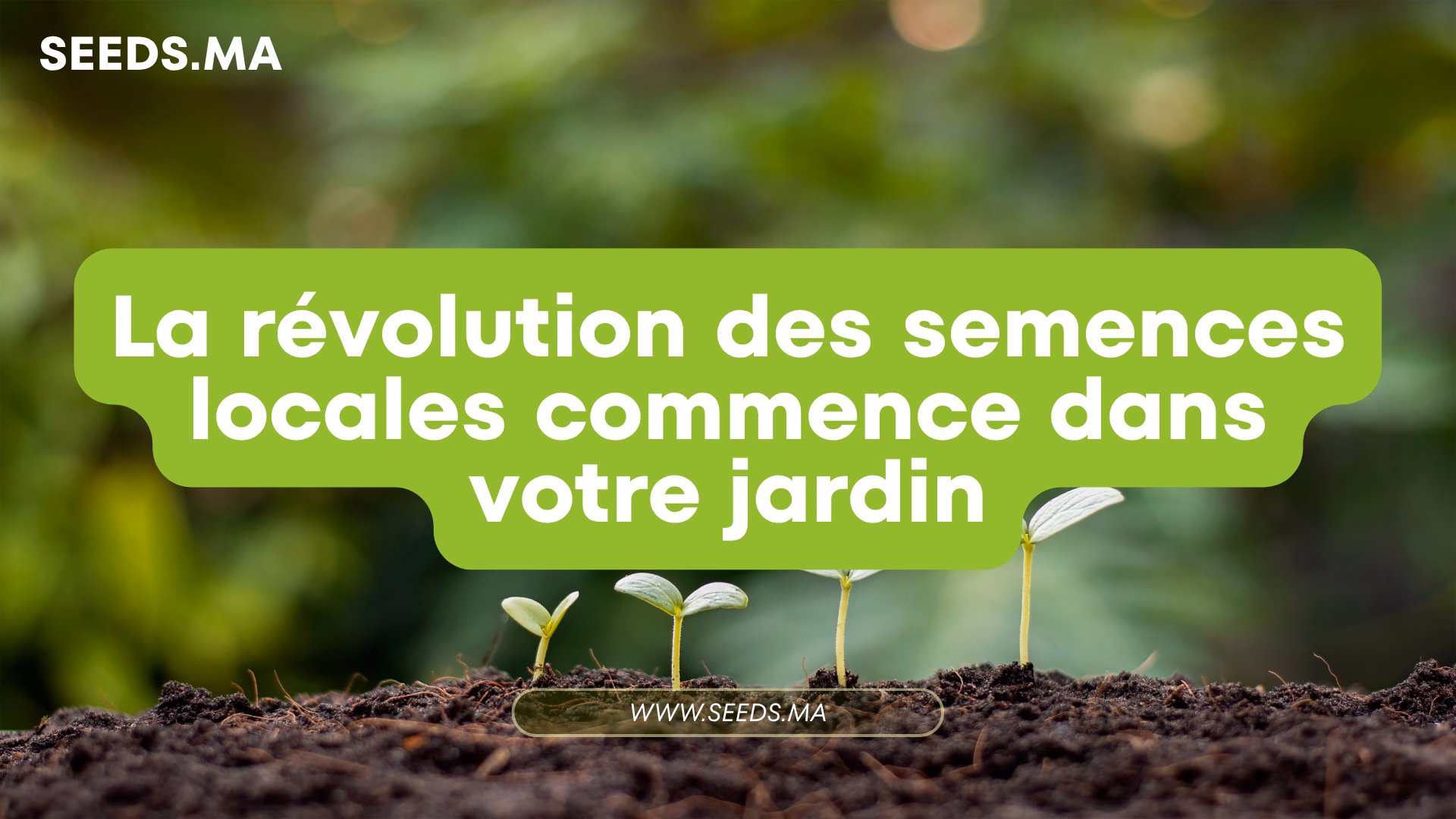 Seeds.ma : La révolution des semences locales commence dans votre jardin