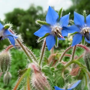 Borage Seeds