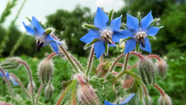 Borage Seeds