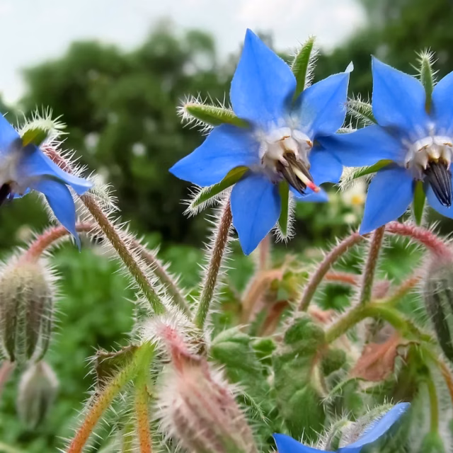 Borage Seeds
