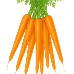 Graines de carottes écarlates de Nantes