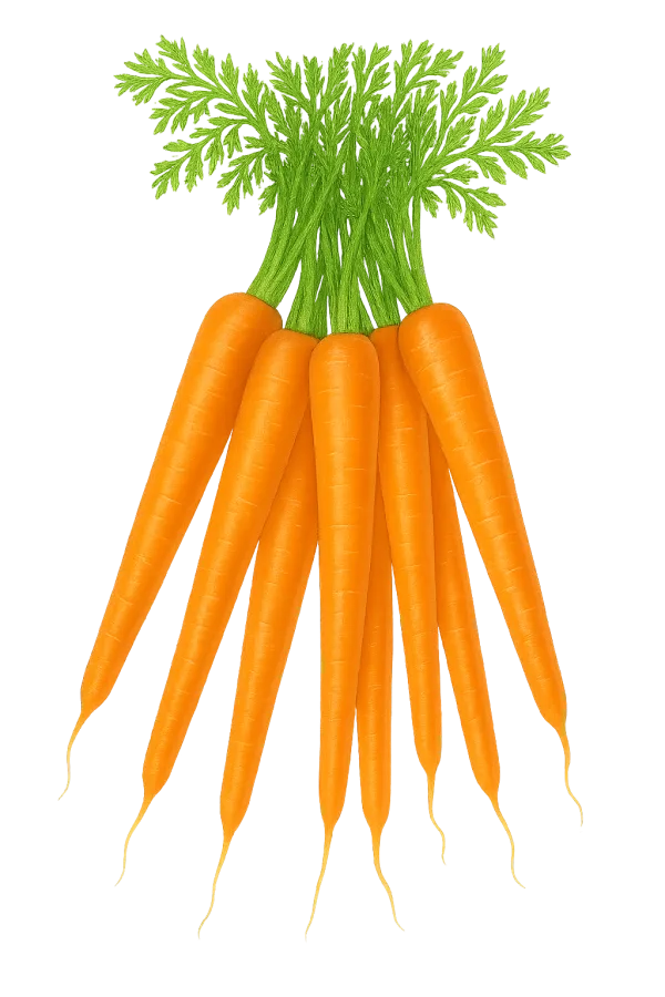 Graines de carottes écarlates de Nantes