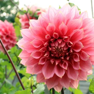 Cut Flower Seeds