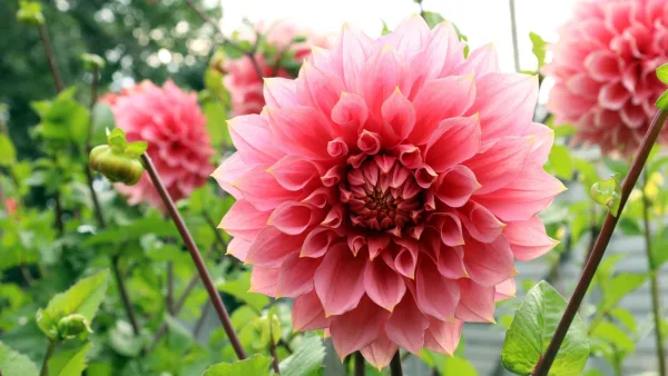 Cut Flower Seeds