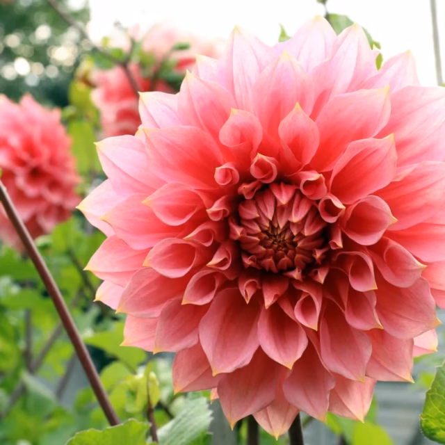 Cut Flower Seeds
