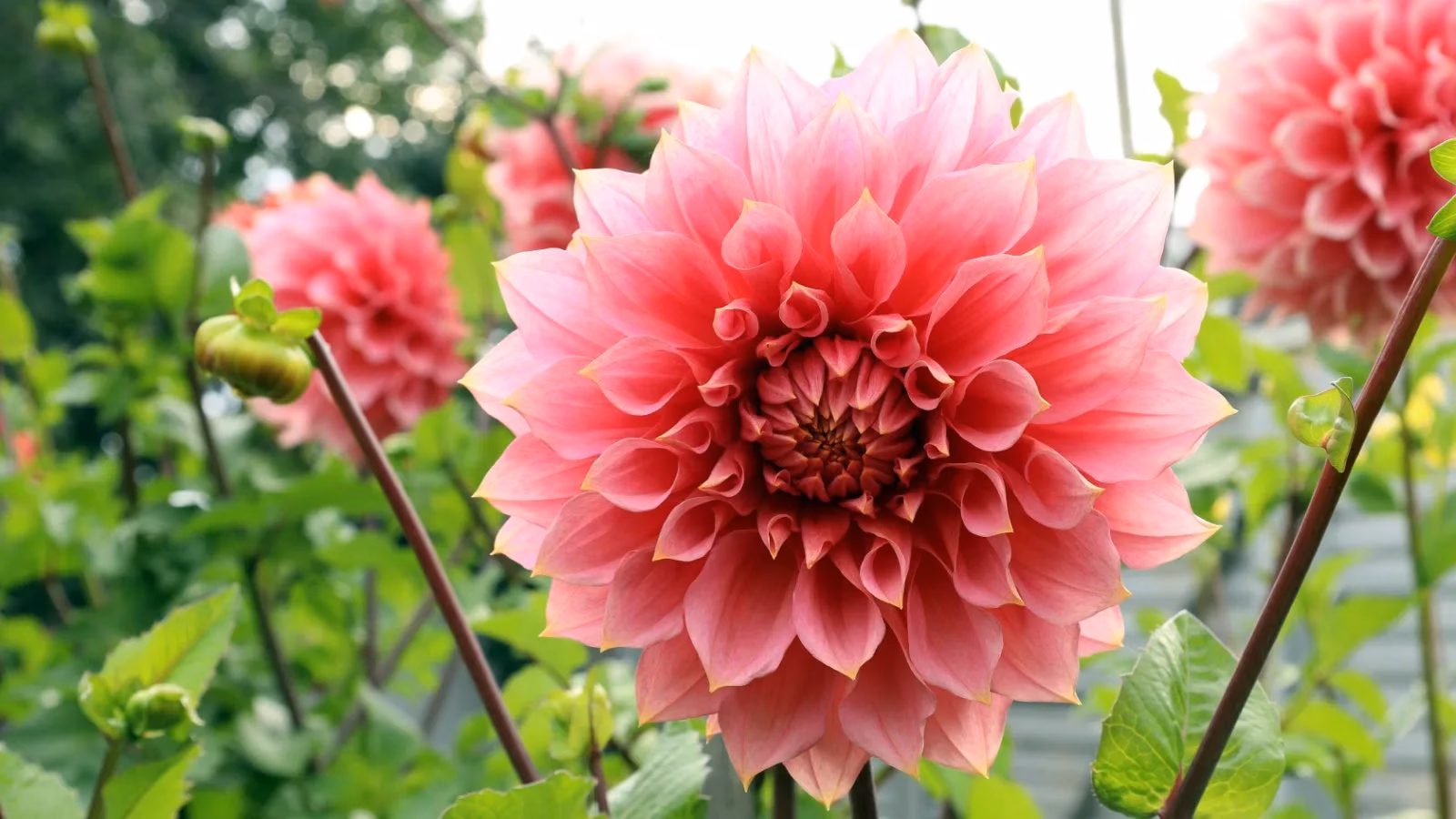 Cut Flower Seeds