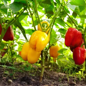 Pepper Seeds
