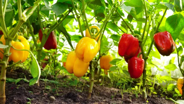 Pepper Seeds