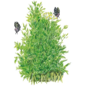 Tetra Dill Seeds