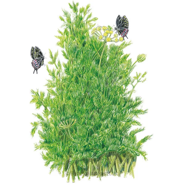 Tetra Dill Seeds