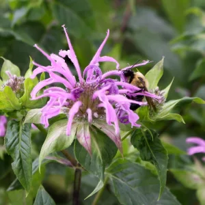 Wild Bergamot Seeds