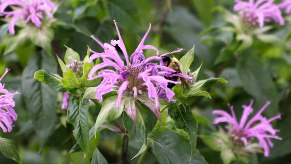 Wild Bergamot Seeds