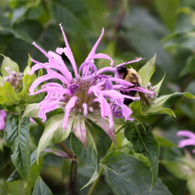 Wild Bergamot Seeds